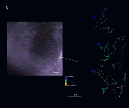 Tracking Viral Particles | ONI